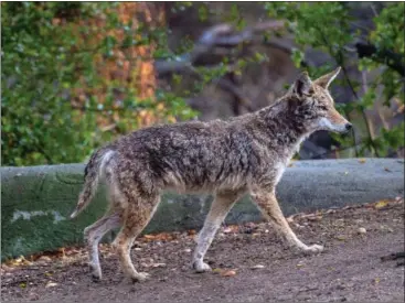  ?? MARK RIGHTMIRE — STAFF PHOTOGRAPH­ER ?? Manhattan Beach officials are awaiting a report on coyote activity in the city as they decide how to handle the animals that have harmed pets and could potentiall­y attack humans.