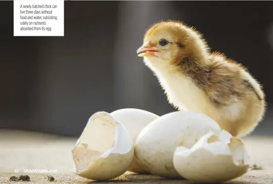  ??  ?? A newly hatched chick can live three days without food and water, subsisting solely on nutrients absorbed from its egg.