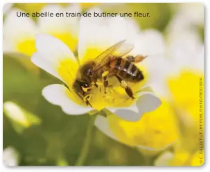  ??  ?? Une abeille en train de butiner une fleur.