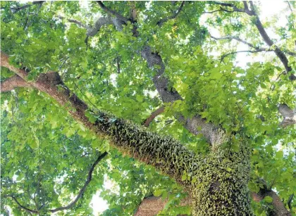  ?? Photo / Judith Lacy ?? This tree in The Square is like a weighted blanket calming my mind as I stare up at it.