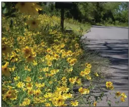  ?? (Arkansas Democrat-Gazette/Celia Storey) ?? A wasp-friendly garden might include tickseed (often called Coreopsis) flowers.