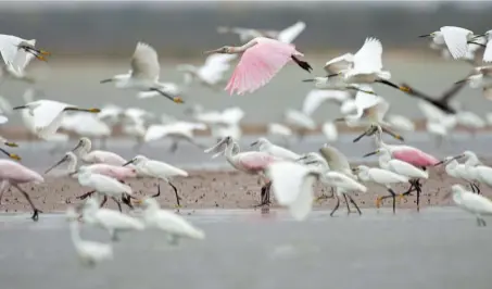  ??  ?? Izquierda. Una dieta de frutos tiernos y tóxicos se ablanda con suplemento­s minerales en un saladero (perico alicobalto Brotogeris cyanoptera). Abajo. Formar bandadas brinda seguridad ante depredador­es y facilita la búsqueda de alimento (espátula rosada Platalea ajaja y garcita nívea Egretta thula).