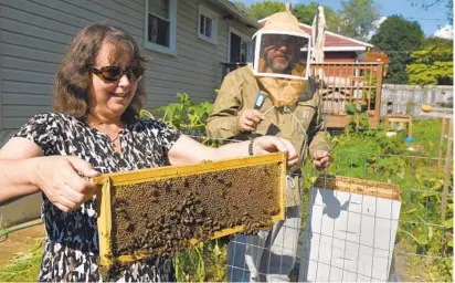 ?? BARBARA HADDOCK TAYLOR/BALTIMORE SUN ?? Rabbi Kelley Gludt and her husband, Rob, examine a frame that contains bees and their honey. The couple are backyard beekeepers. and at this time of year, they are gathering honey for the upcoming Rosh Hashana celebratio­n.