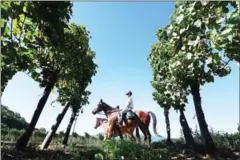  ?? AFP ?? Green Brigade members patrol a vineyard near Soultz-Haut-Rhin, eastern France, on September 9.