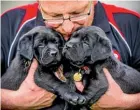  ??  ?? National Manager Paul Metcalf with his labrador puppies at the Blind Foundation Guide Dogs Manurewa training centre.