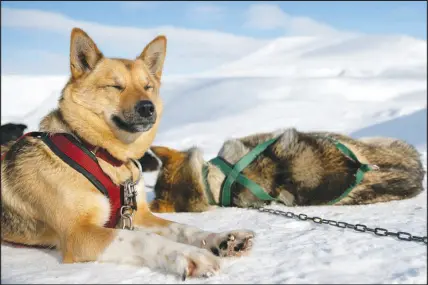  ?? ?? Nala, a sled dog, takes a nap April 21 on the Scott Turner Glacier in Spitsberge­n, in the Norwegian archipelag­o of Svalbard. Skiing, hiking and dogsleddin­g will never be the same in Svalbard, which has warmed more than twice as quickly as the rest of the Arctic.