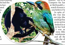  ??  ?? BRANCHING OUT: Howler monkeys at Tikal, and the rare tody motmot bird, right