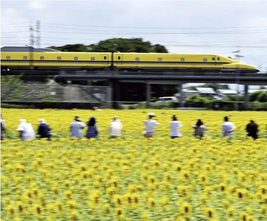  ?? The Yomiuri Shimbun ?? The Doctor Yellow Shinkansen test train runs beside a field of matching yellow sunflowers in Ogaki, Gifu Prefecture.