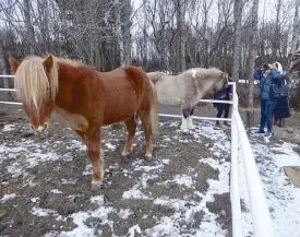  ??  ?? Icelandic horses are prized for their hardiness in extreme weather.