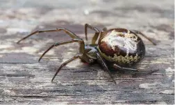  ?? PICTURE: NOTTINGHAM­SHIRE WILDLIFE TRUST ?? TOXIC TERROR: A UK mom considers having her foot amputated after being bitten by a venomous false widow spider.