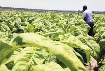  ?? ?? A worker at Kutsaga Farm on the southern outskirts of Harare assesses tobacco which is ready for harvesting yesterday. — Picture: Memory Mangombe