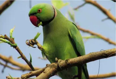  ??  ?? TOP: Parakeets in India have been raiding poppy fields and stealing up to 10 per cent of crops for their personal use.