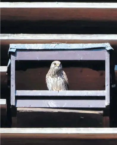  ?? BILD: RALPH HENNINGS ?? Hat den Nistkasten im Kirchturm bezogen: Turmfalke