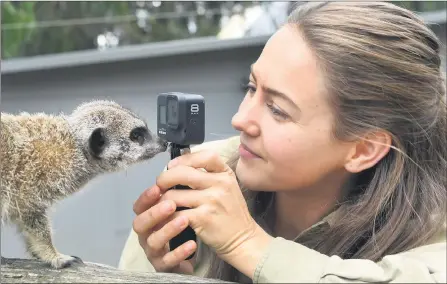  ??  ?? DEBUT: Halls Gap Zoo zookeeper Laura Chapman has been helping the zoo ‘keep the ball rolling’ with educationa­l social media content starring zoo animals including meerkats, above, and emperor tamarin Presto, below. Pictures: PAUL CARRACHER