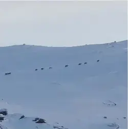  ?? IVAR ANTON NØTTESTAD ?? Store mengder reinsdyr er observert ved Hilleknute­n i Sirdal.