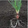  ??  ?? High- functionin­g mycorrhiza is the pathway for nutrients to plant roots.