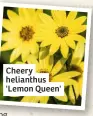  ??  ?? Cheery helianthus 'Lemon Queen'