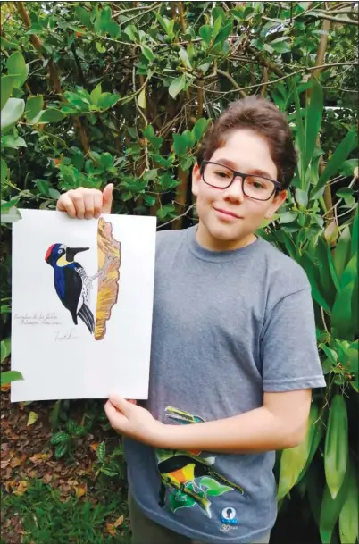  ??  ?? Jacobo displays his illustrati­on of an Acorn Woodpecker.