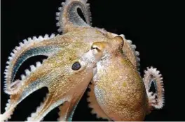  ?? Thomas Kleindinst / New York Times ?? By dosing octopuses with MDMA, researcher­s found they share parts of a messaging system involved in social behaviors with humans.