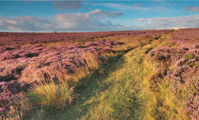  ??  ?? Below: the heather-covered moor at Nidderdale Above right: the decision to burn on blanket bog has caused fierce disputes and legal challenges