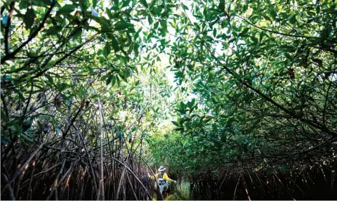  ??  ?? Jenny from Jenny’s Eco Tours navigates a mangrove tunnel at low water