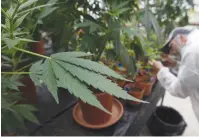  ?? (Baz Ratner/Reuters) ?? A WORKER tends to medical cannabis plants at a plantation near Safed.