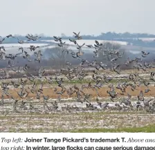  ??  ?? Top left: Joiner Tange Pickard’s trademark T. Above and top right: In winter, large flocks can cause serious damage to crops such as rape. Below: Nick Marwood (left) and Keith Preston with the evening’s bag