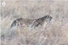  ?? ?? 3. SAVANNAS Leopard female, Maasai Mara, Kenya. “To the Maasai who still share the grasslands with lions and leopards, the call of the wild speaks of an uneasy accommodat­ion between pastoralis­t and predator, between people of the daylight and wild denizens of the night.” 3