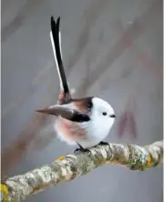  ??  ?? Snowy white-headed Long-tailed tits can appear along the east coast of the UK in winter, having arrived from Scandinavi­a, the northernmo­st area that the species can be found.