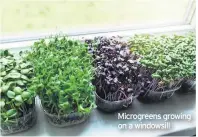  ??  ?? Microgreen­s growing on a windowsill