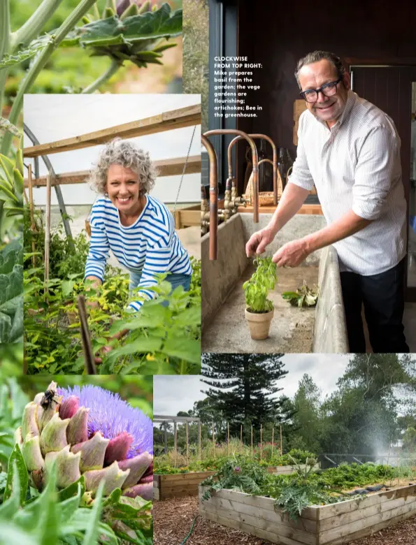  ??  ?? CLOCKWISE FROM TOP RIGHT: Mike prepares basil from the garden; the vege gardens are flourishin­g; artichokes; Bee in the greenhouse.