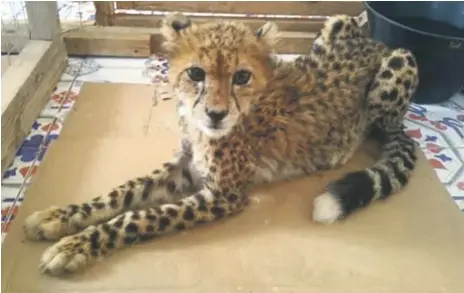 ?? Cheetah Conservati­on Fund ?? Trade routes between the Horn of Africa and the GCC remain vital for cheetah trafficker­s