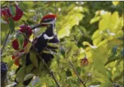  ?? DEAN FOSDICK VIA AP ?? This photo shows a pileated woodpecker eating apples from a tree in an orchard near Langley, Wash. on June 29. Pest birds like European starlings, blackbirds, cedar waxwings and finches can devastate fruit crops.