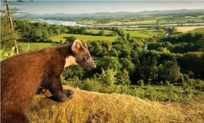  ?? Photograph: Maurice Flynn/The Mammal Society ?? Pine martens are one of the few wild mammals doing relatively well, as they are no longer killed by hunters.