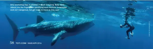  ??  ?? Only snorkeling (top) is allowed in shark watching. Body spots (above) are like fingerprin­ts identifyin­g each creature. Underwater work isn’t dangerous, but get ready to move as they near.