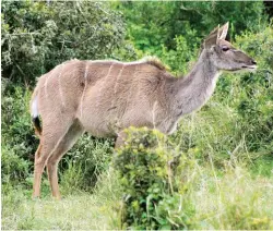  ??  ?? Kudus are common in the Eastern Cape and I look forward to hunting many more in the future with the Zoli.