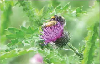  ??  ?? Work is underway on the 2nd All-Ireland Pollinator Plan 2021 – 2025. Visit http://pollinator­s.ie for more informatio­n and to get involved.