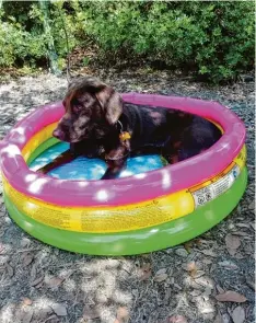  ??  ?? Labrador Paula fühlt sich im Pool im Urlaub in der Toskana richtig wohl. Das Bild hat uns Leserin Beate Wagner aus Dinkelsche­rben geschickt.