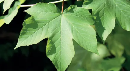  ??  ?? Natura
Nella foto grande il primo piano di una foglia di acer pseudoplat­anus. Nella foto piccola un acero cosiddetto «riccio». Il legno è tenace