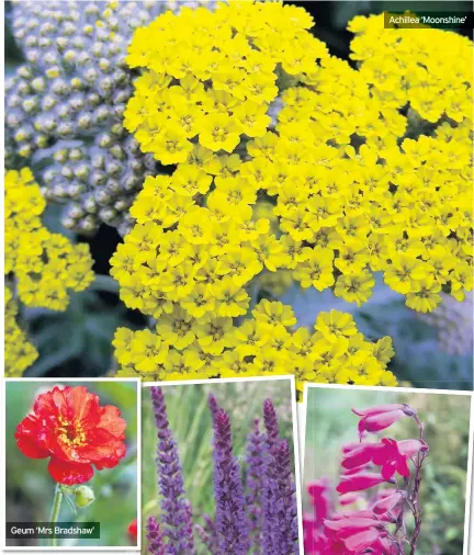  ??  ?? Geum ‘Mrs Bradshaw’
Achillea ‘Moonshine’