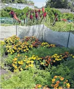  ??  ?? i View of the veg beds in summer, with carrots interplant­ed with bright marigolds