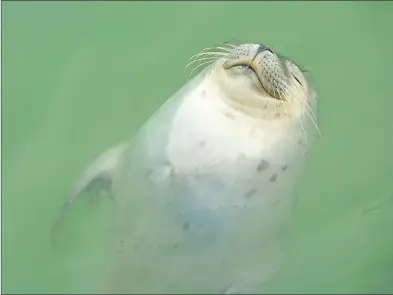  ?? SUBMITTED PHOTOS COURTESY OF HERMAN KASTEEL ?? This seal near Cottage Cove was rescued from being tangled in rope. The rescuer was a Valley visitor from The Netherland­s.