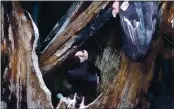  ?? VENTANA WILDLIFE SOCIETY ?? Redwood Queen, a female condor, sits next to the egg she laid in a redwood tree in Big Sur that was burned in the August 2020 Dolan Fire. Her mate, Phoenix, watches from above.