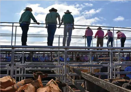  ?? PHOTO: CASSANDRA GLOVER ?? CATTLE SALE: Landmark and Elders livestock agents selling cattle at the Toowoomba saleyards on Monday.