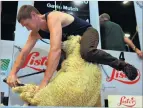 ??  ?? Shear speed . . . Former machineshe­aring world champion East Taranaki farmer Gavin Mutch, representi­ng Scotland, runs the socks off a sheep.