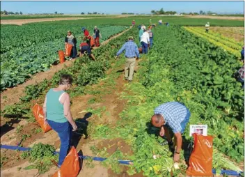  ?? PHOTO VINCENT OSUNA ?? The approximat­ely 50 guests on the tour were able to fill a large bag with any vegetables they chose from the U-Pick garden during Farm Smart’s Veggie Express Farm Tour on Friday in Holtville.