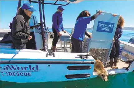 ?? SEAWORLD SAN DIEGO ?? The Seaworld Rescue Team releases Rocky to the ocean off the San Diego coast on March 3 after nearly two months of treatment.