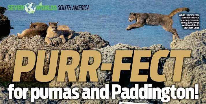  ??  ?? While their mother Sarmiento is out hunting guanaco, these puma cubs wait by a lake in southern Chile