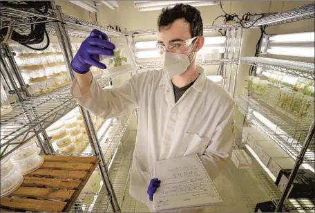  ?? Photograph­s by Irfan Khan Los Angeles Times ?? GRADUATE STUDENT
Marcus Harland-Dunaway does plant and agricultur­e research at UCR’s Jinkerson lab in February.