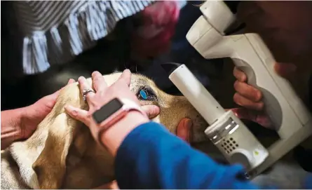  ?? — TNS ?? Veterinary ophthalmol­ogist Keller examining Lola’s eyes.